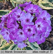 Phlox paniculata Olympus