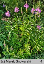 Physostegia virginica Bouquet Rose