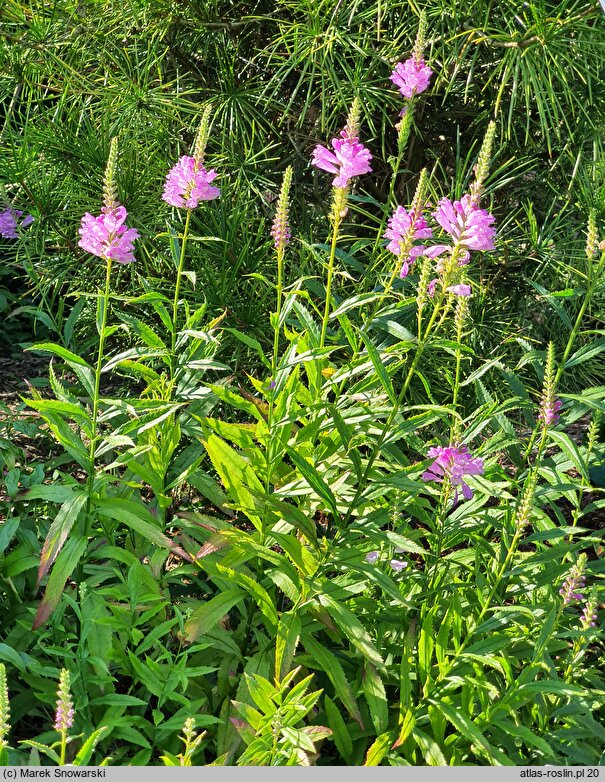 Physostegia virginica Bouquet Rose