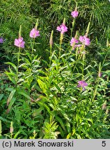 Physostegia virginica Bouquet Rose