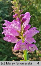 Physostegia virginica Bouquet Rose