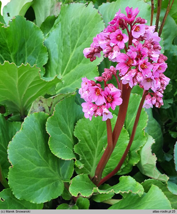 Bergenia Morgenröte