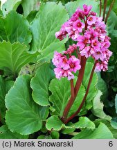 Bergenia Morgenröte