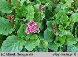 Bergenia Morgenröte