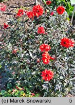 Dahlia hort. Bishop of Llandaff