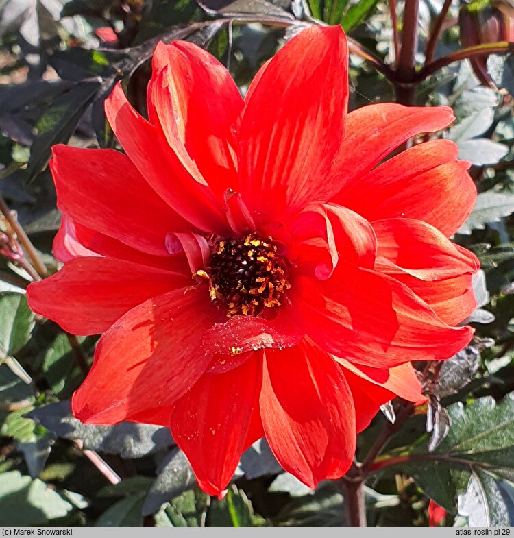 Dahlia hort. Bishop of Llandaff
