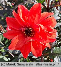 Dahlia hort. Bishop of Llandaff