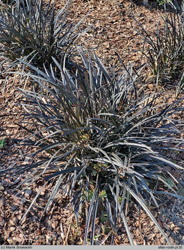 Ophiopogon planiscapus Nigrescens