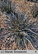 Ophiopogon planiscapus Nigrescens