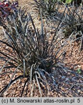 Ophiopogon planiscapus Nigrescens