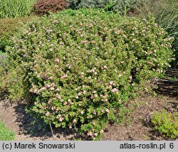 Potentilla fruticosa Pink Beauty