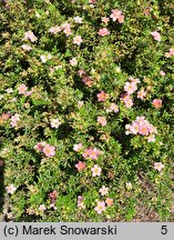 Potentilla fruticosa Pink Beauty