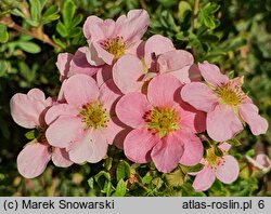 Potentilla fruticosa Pink Beauty