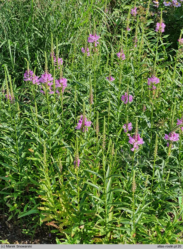 Physostegia virginica Vivid