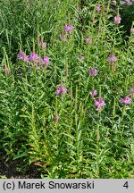 Physostegia virginica Vivid