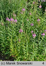 Physostegia virginica Vivid