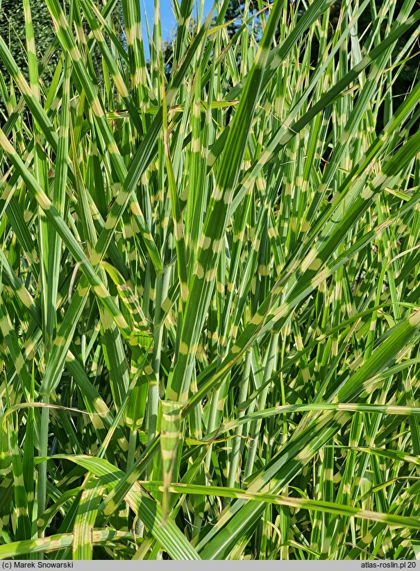 Miscanthus sinensis Apache