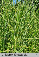 Miscanthus sinensis Apache