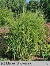 Miscanthus sinensis Apache