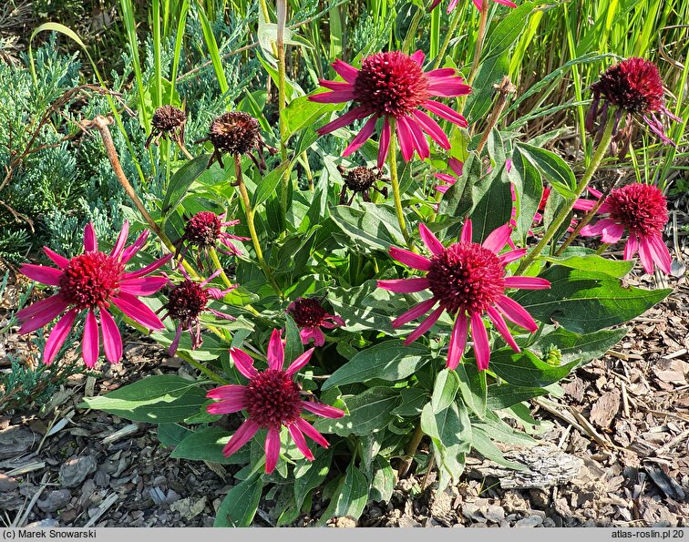 Echinacea Delicious Candy