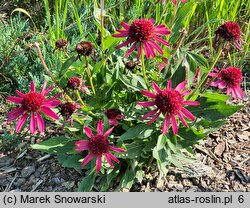 Echinacea Delicious Candy