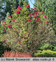 Rosa hort. Hansaland