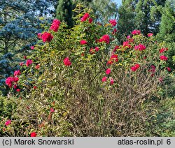 Rosa hort. Hansaland
