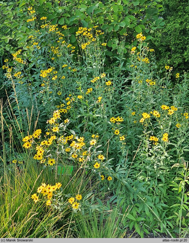 Coreopsis tripteris JS Handy Size