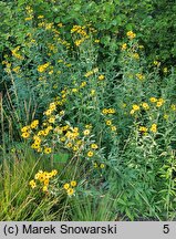 Coreopsis tripteris JS Handy Size