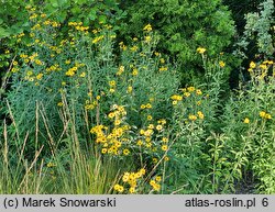 Coreopsis tripteris JS Handy Size