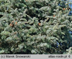 Abies concolor Argentea