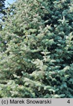 Abies concolor Argentea