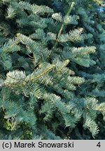 Abies concolor Argentea