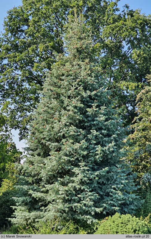 Abies concolor Argentea