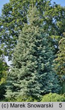 Abies concolor Argentea