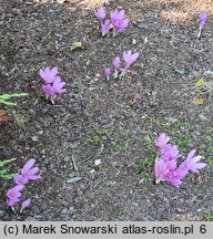 Colchicum The Giant