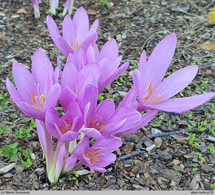 Colchicum The Giant