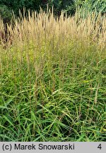 Miscanthus tinctorius (miskant barwierski)