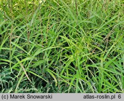 Miscanthus tinctorius (miskant barwierski)