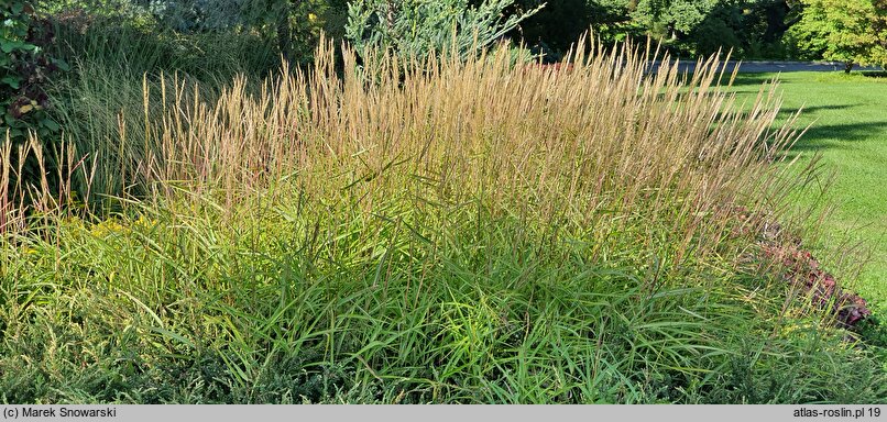 Miscanthus tinctorius (miskant barwierski)