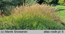 Miscanthus tinctorius (miskant barwierski)