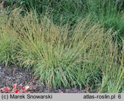 Molinia caerulea s.str. Variegata