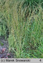 Molinia caerulea s.str. Variegata