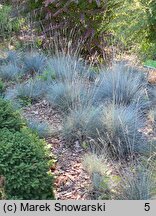 Festuca glauca Blauglut