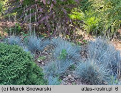 Festuca glauca Blauglut