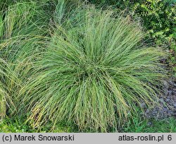 Carex umbrosa ssp. sabynensis Thinny Thin