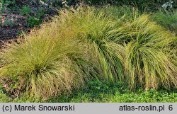 Carex umbrosa ssp. sabynensis Thinny Thin