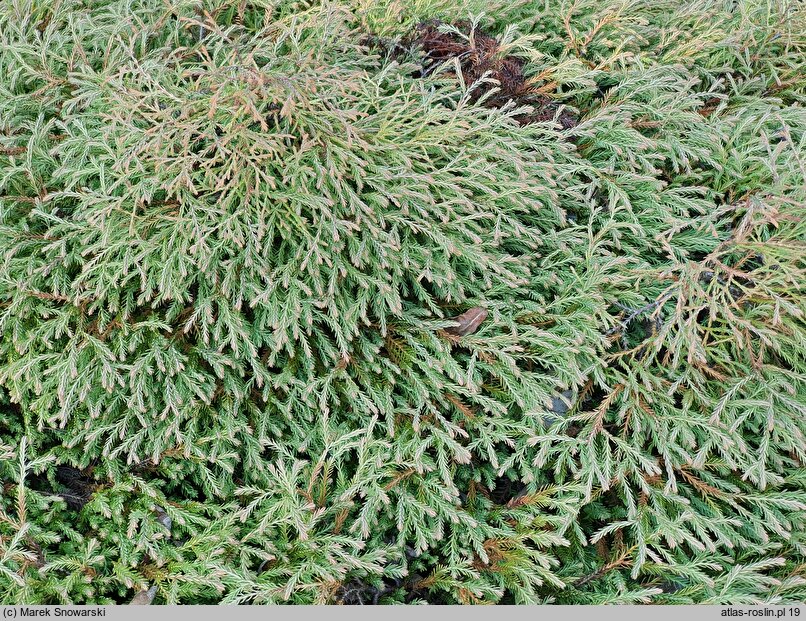 Thuja occidentalis Golden Tuffet
