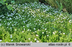 Symphyotrichum dumosum Apollo