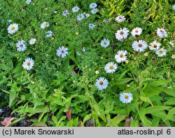 Symphyotrichum dumosum Apollo